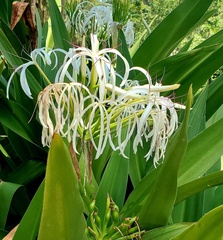 Crinum