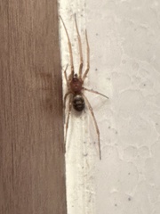 Steatoda grossa