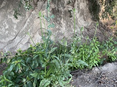 Dipsacus sativus
