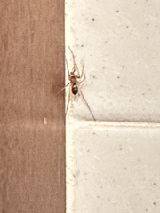 Steatoda grossa