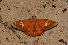 Euriphellus euribates