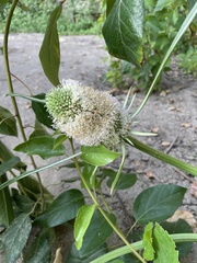 Dipsacus sativus