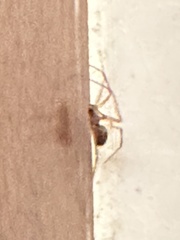 Steatoda grossa