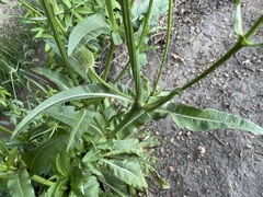 Dipsacus sativus