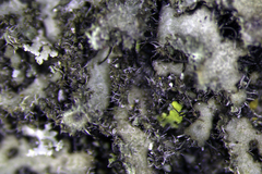 Phaeophyscia kairamoi