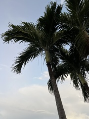 Ptychosperma elegans