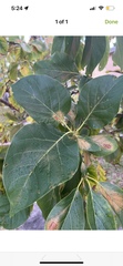 Cordia sebestena