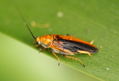 Balta bicolor