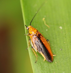 Balta bicolor