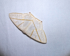 Brachurapteryx breviaria