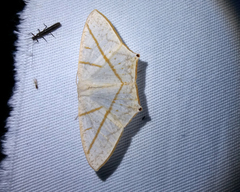 Brachurapteryx breviaria