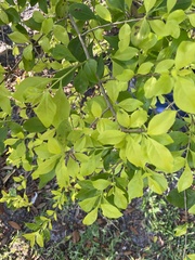Duranta erecta