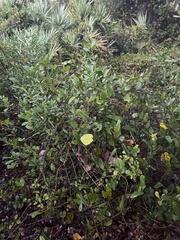 Baccharis glomeruliflora