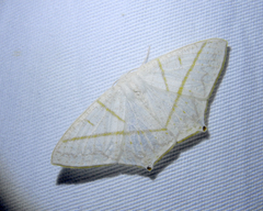 Brachurapteryx breviaria