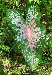 Caladium