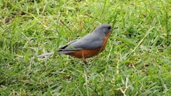 Melaenornis semipartitus