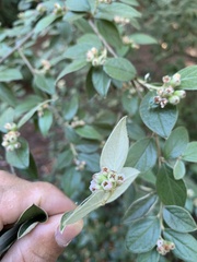 Cotoneaster franchetii