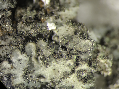 Phaeophyscia kairamoi