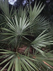Serenoa repens