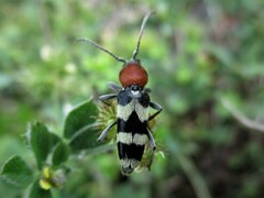 Chlorophorus hungaricus