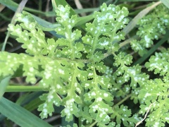 Eucrypta chrysanthemifolia