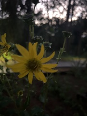 Silphium