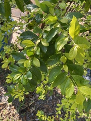 Duranta erecta