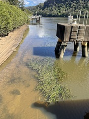 Vallisneria australis