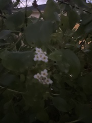 Lantana involucrata