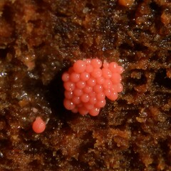 Tubifera
