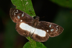 Milanion cramba