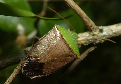 Hypoxys triangularis