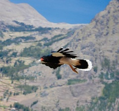 Daptrius megalopterus