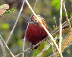 Coryphospingus cucullatus