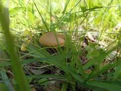 Boletus reticulatus