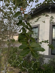 Citharexylum spinosum