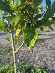 Artocarpus heterophyllus