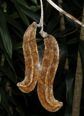 Mucuna
