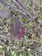 Viburnum cassinoides