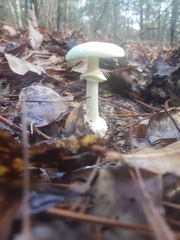 Amanita lavendula