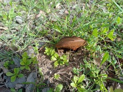 Hortiboletus rubellus