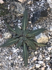 Camissoniopsis pallida
