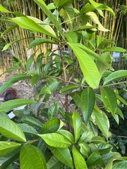 Syzygium malaccense