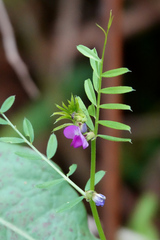 Vicia sativa