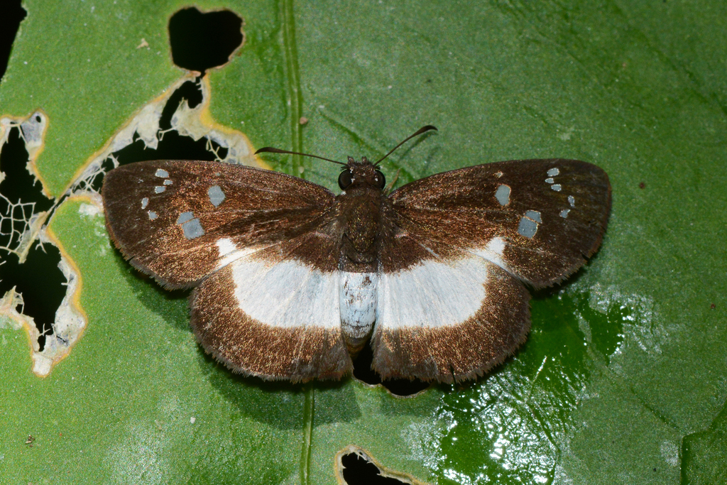 Milanion cramba