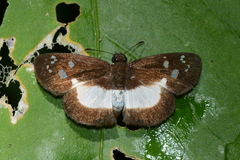 Milanion cramba