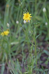 Microseris nutans