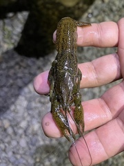 Procambarus virginalis