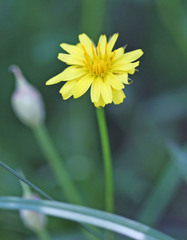Microseris nutans