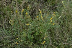 Rhynchosia minima australis